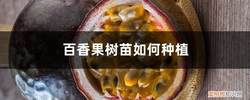 百香果树苗种植方法 百香果树苗如何种植