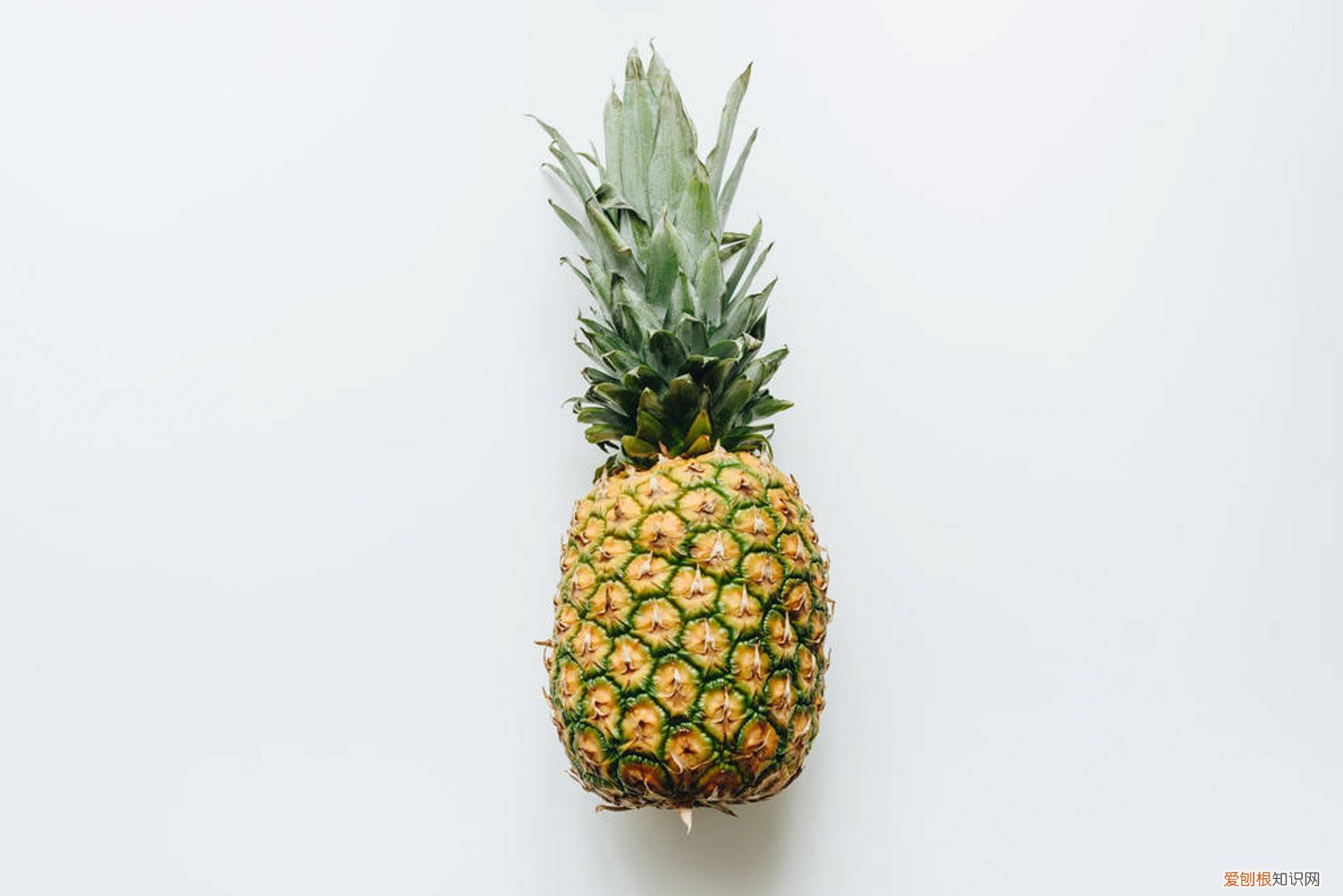 菠萝的养殖方法和过程 菠萝的养殖方法