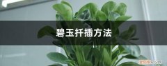 碧玉怎么剪枝扦插 碧玉扦插方法