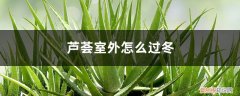 芦荟冬季室内怎么养 芦荟室外怎么过冬