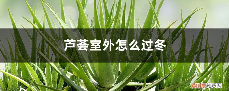 芦荟冬季室内怎么养 芦荟室外怎么过冬