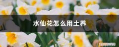 水仙花怎么土栽 水仙花怎么用土养