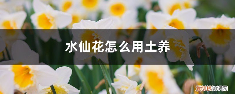 水仙花怎么土栽 水仙花怎么用土养