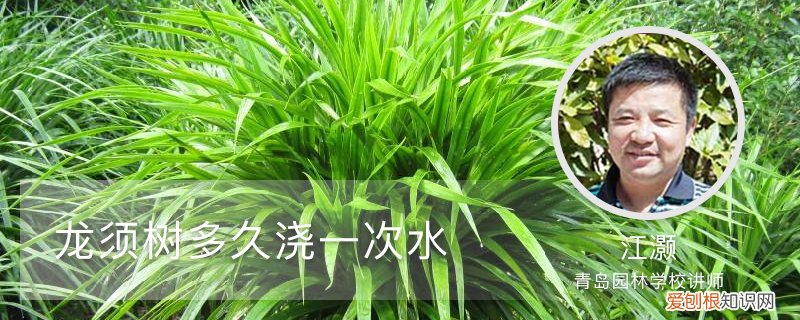 龙须树多久浇一次水比较好 龙须树多久浇一次水