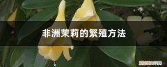 非洲茉莉的繁殖方法和注意事项 非洲茉莉繁殖方法