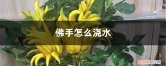 千佛手如何浇水 佛手怎么浇水