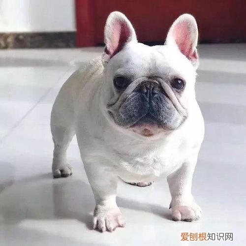 斗牛犬怎么喂食 斗牛幼犬狗粮怎么喂