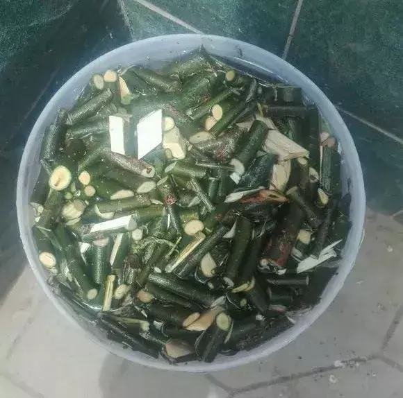 花的叶子蔫了还能救活吗，花盆里浇1勺，再萎蔫难活的花，7天后叶绿根壮，重新爆满盆