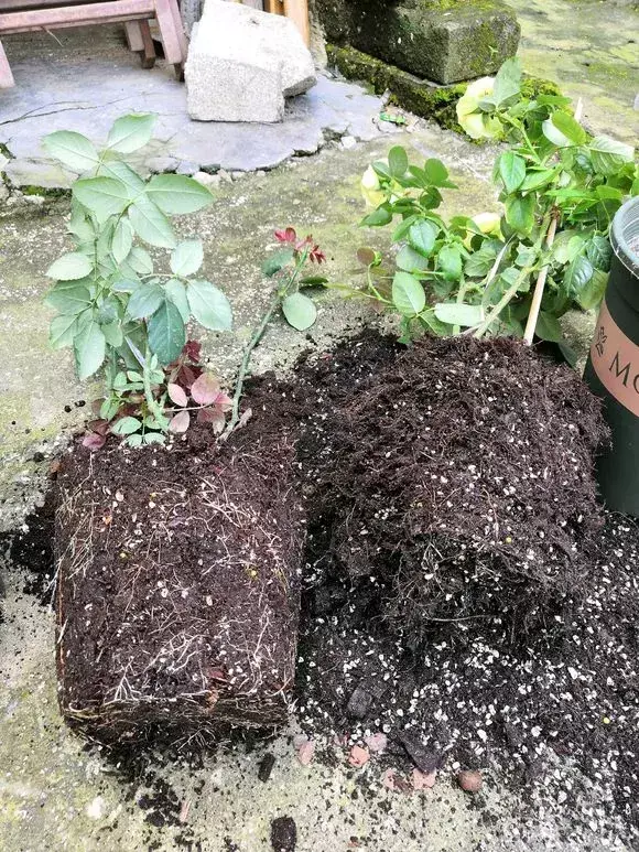 花的叶子蔫了还能救活吗，花盆里浇1勺，再萎蔫难活的花，7天后叶绿根壮，重新爆满盆