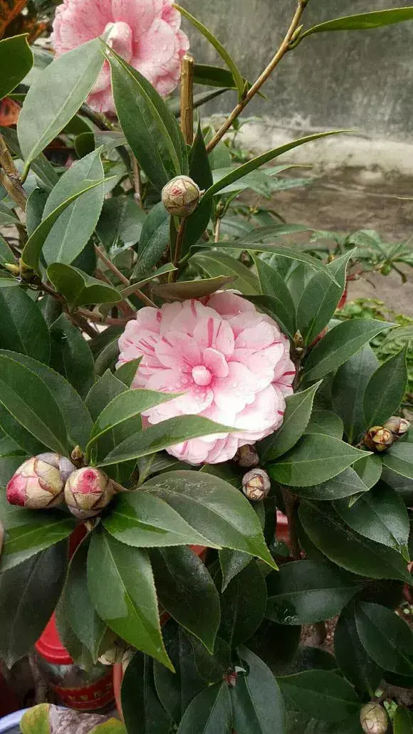 花的叶子蔫了还能救活吗，花盆里浇1勺，再萎蔫难活的花，7天后叶绿根壮，重新爆满盆