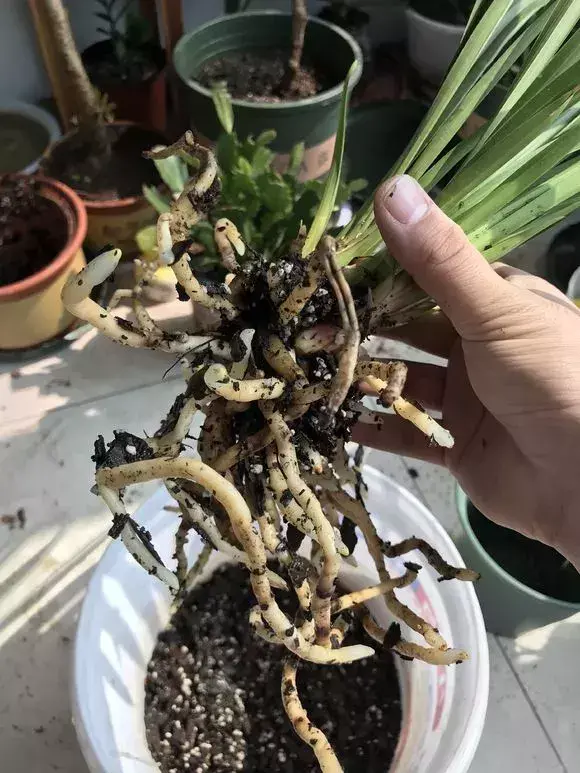 花的叶子蔫了还能救活吗，花盆里浇1勺，再萎蔫难活的花，7天后叶绿根壮，重新爆满盆