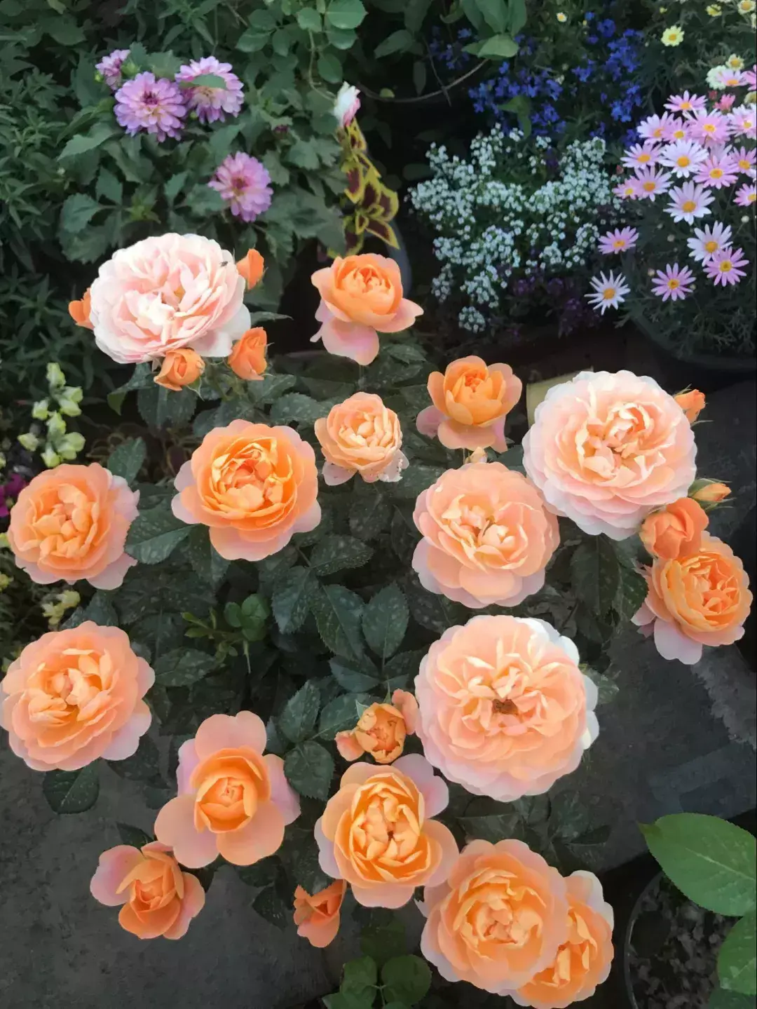 花的叶子蔫了还能救活吗，花盆里浇1勺，再萎蔫难活的花，7天后叶绿根壮，重新爆满盆
