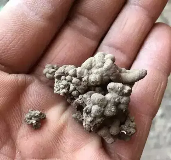 花的叶子蔫了还能救活吗，花盆里浇1勺，再萎蔫难活的花，7天后叶绿根壮，重新爆满盆