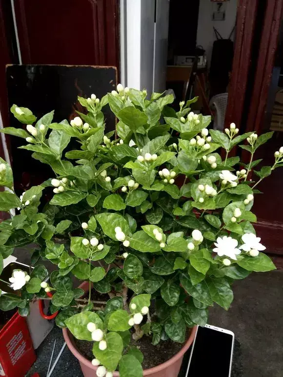 花的叶子蔫了还能救活吗，花盆里浇1勺，再萎蔫难活的花，7天后叶绿根壮，重新爆满盆