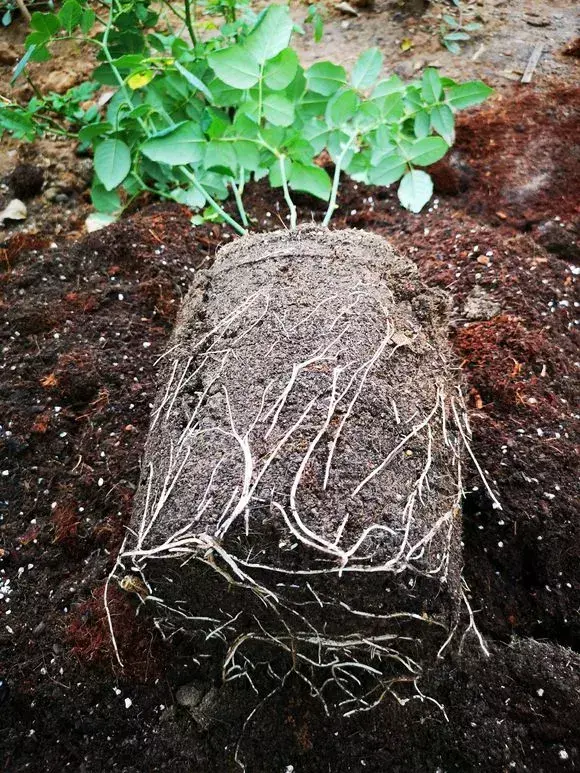 花的叶子蔫了还能救活吗，花盆里浇1勺，再萎蔫难活的花，7天后叶绿根壮，重新爆满盆