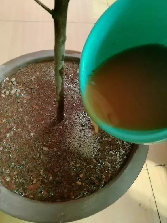 花的叶子蔫了还能救活吗，花盆里浇1勺，再萎蔫难活的花，7天后叶绿根壮，重新爆满盆