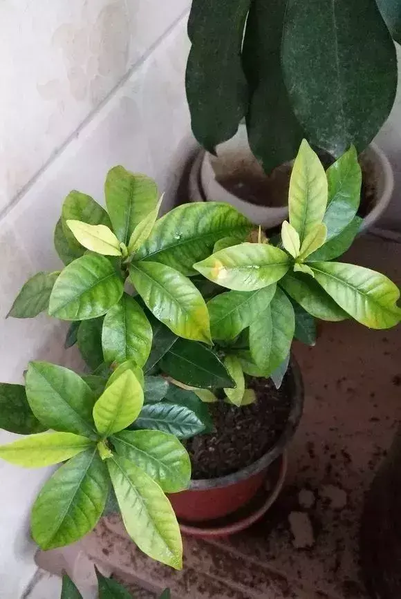 花的叶子蔫了还能救活吗，花盆里浇1勺，再萎蔫难活的花，7天后叶绿根壮，重新爆满盆