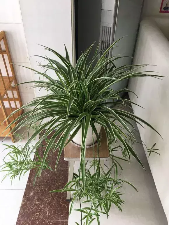梦幻西游老花农骂人，老花农1句话，简单好记易学，绿萝吊兰养一盆爆一盆
