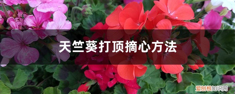 天竺葵怎么打顶掐尖 天竺葵打顶摘心方法