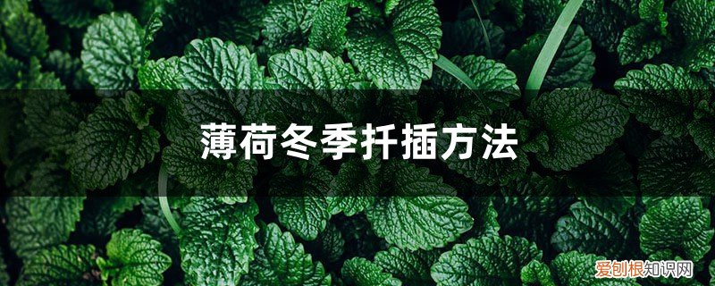 薄荷冬季扦插方法图片 薄荷冬季扦插方法