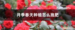 月季春天种植怎么施肥视频 月季春天种植怎么施肥