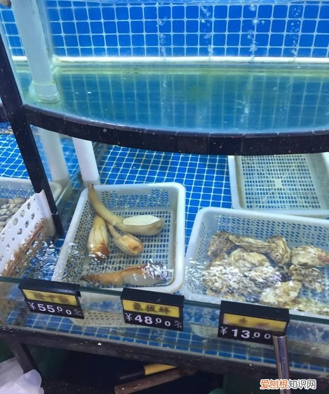 生蚝怎么判断能活多久,新鲜生蚝海螺怎么保存