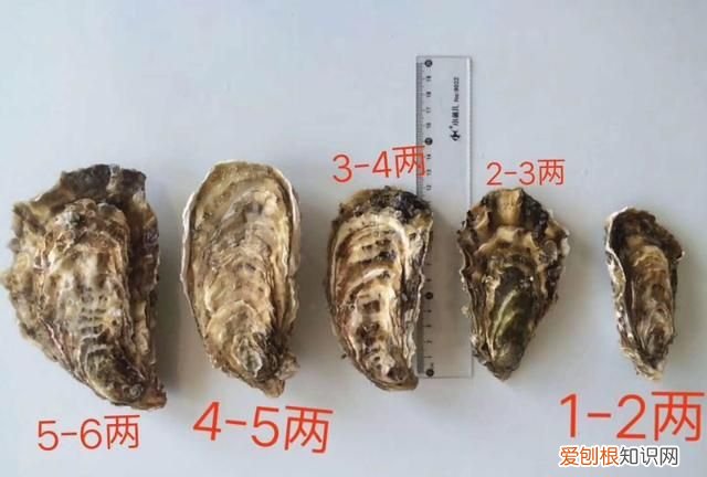 生蚝怎么判断能活多久,新鲜生蚝海螺怎么保存