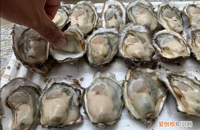 生蚝怎么判断能活多久,新鲜生蚝海螺怎么保存
