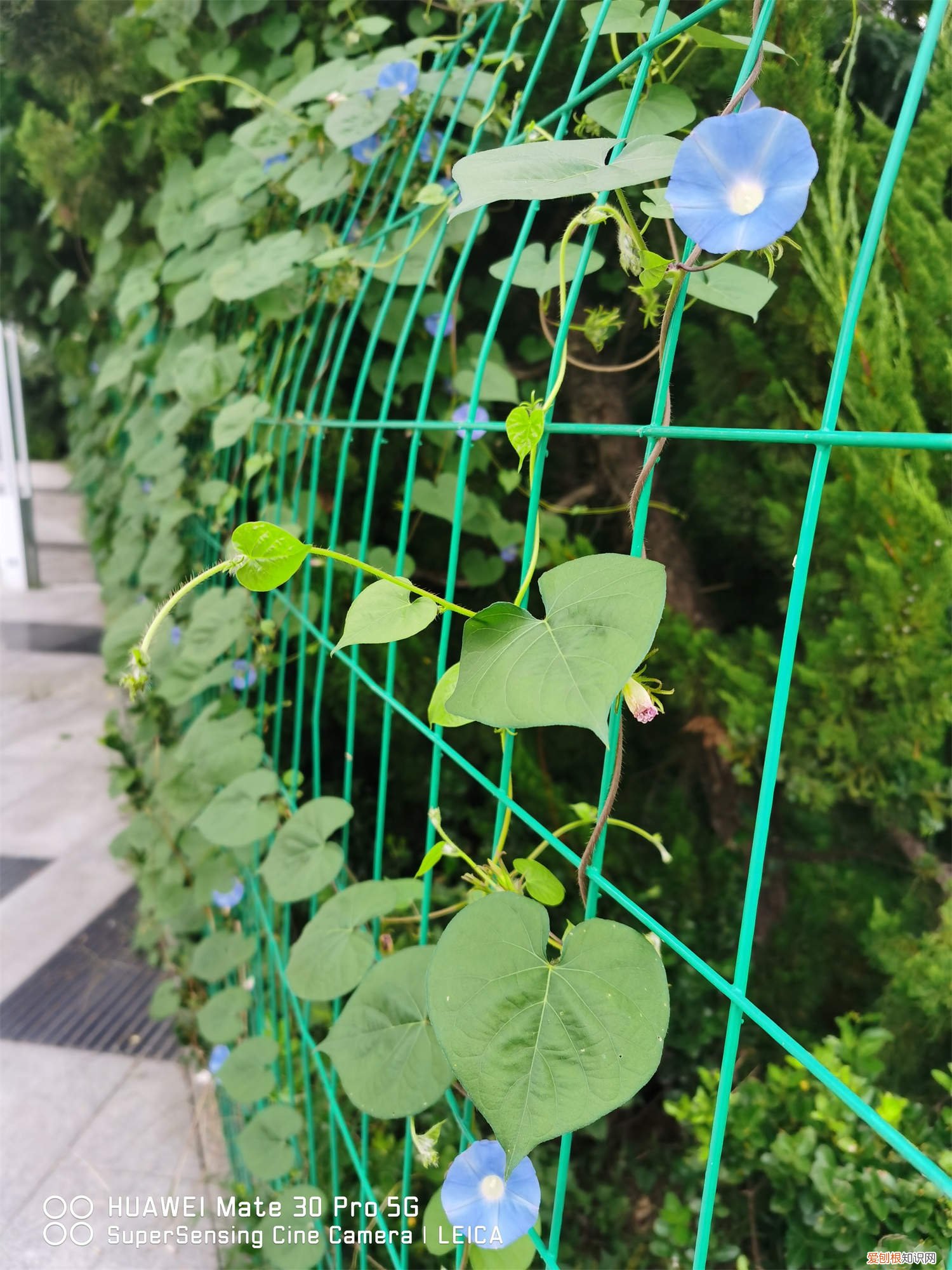 喇叭花生长季节 春天喇叭花种植最佳时间