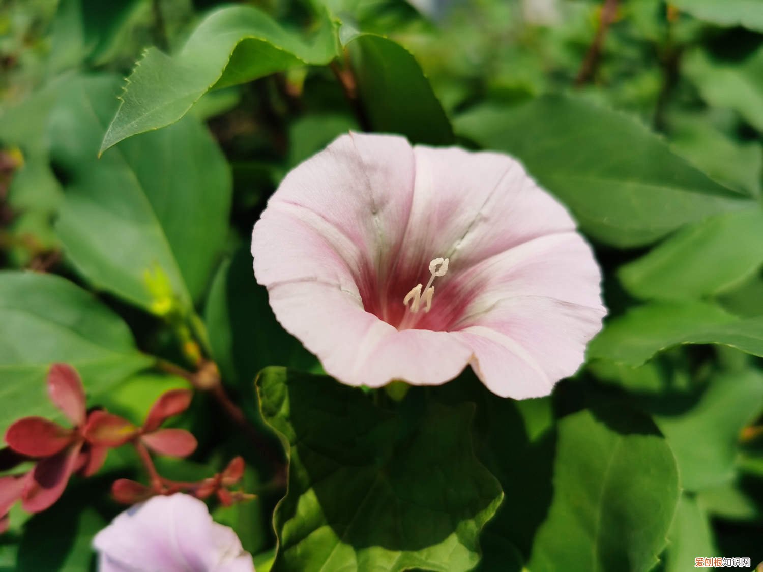 喇叭花生长季节 春天喇叭花种植最佳时间