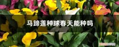 马蹄莲种球冬天怎么办 马蹄莲种球春天能种吗