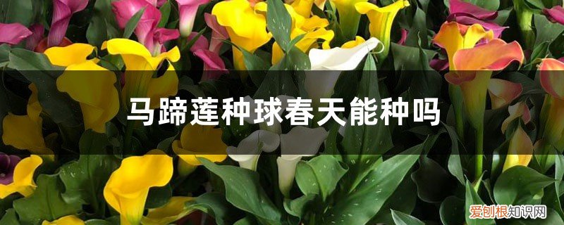 马蹄莲种球冬天怎么办 马蹄莲种球春天能种吗