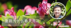 夏鹃与春鹃的区别 夏鹃为什么春天开花