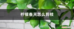 柠檬什么时候剪枝好如何剪枝 柠檬春天怎么剪枝