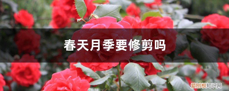 春季如何修剪月季 春天月季要修剪吗