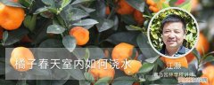 橘子春天室内如何浇水呢 橘子春天室内如何浇水