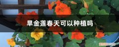 旱金莲适合地栽吗 旱金莲春天可以种植吗