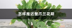 蟹爪兰花期浇不浇水 怎样推迟蟹爪兰花期，花期怎么浇水