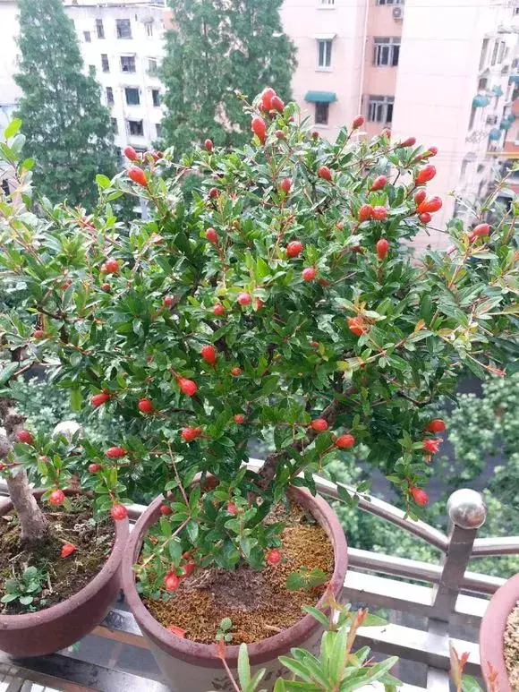 油可以倒在花盆里吗，老花农不小心透露，花盆里倒3滴油，1个月爆盆，全年不用施肥