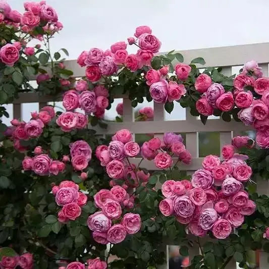 油可以倒在花盆里吗，老花农不小心透露，花盆里倒3滴油，1个月爆盆，全年不用施肥