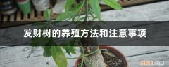 盆栽发财树的养殖方法和注意事项 发财树的养殖方法和注意事项