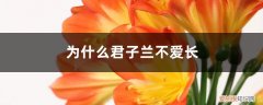 君子兰花为什么不长 为什么君子兰不爱长