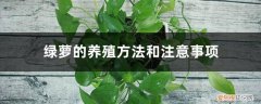 绿萝的养殖方法和注意事项有哪些 绿萝的养殖方法和注意事项