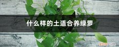 用什么土养绿萝最好 什么样的土适合养绿萝