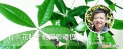 什么花的叶子可以用啤酒擦 什么花叶子能用啤酒擦