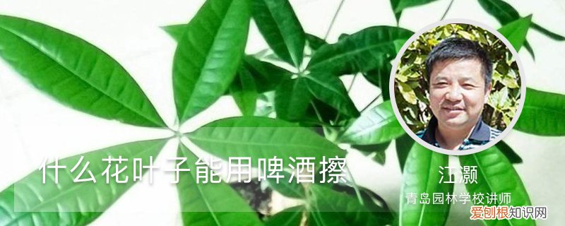 什么花的叶子可以用啤酒擦 什么花叶子能用啤酒擦