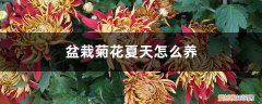 夏天菊花怎么养 盆栽 盆栽菊花夏天怎么养
