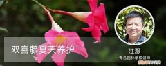 双喜藤的养殖方法和注意事项月 双喜藤夏天养护
