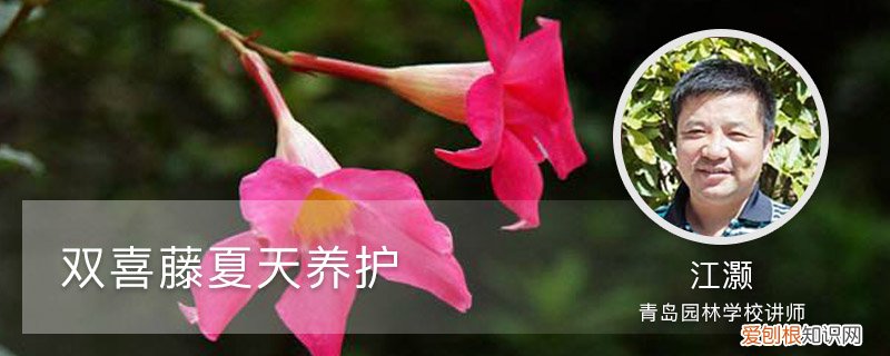 双喜藤的养殖方法和注意事项月 双喜藤夏天养护