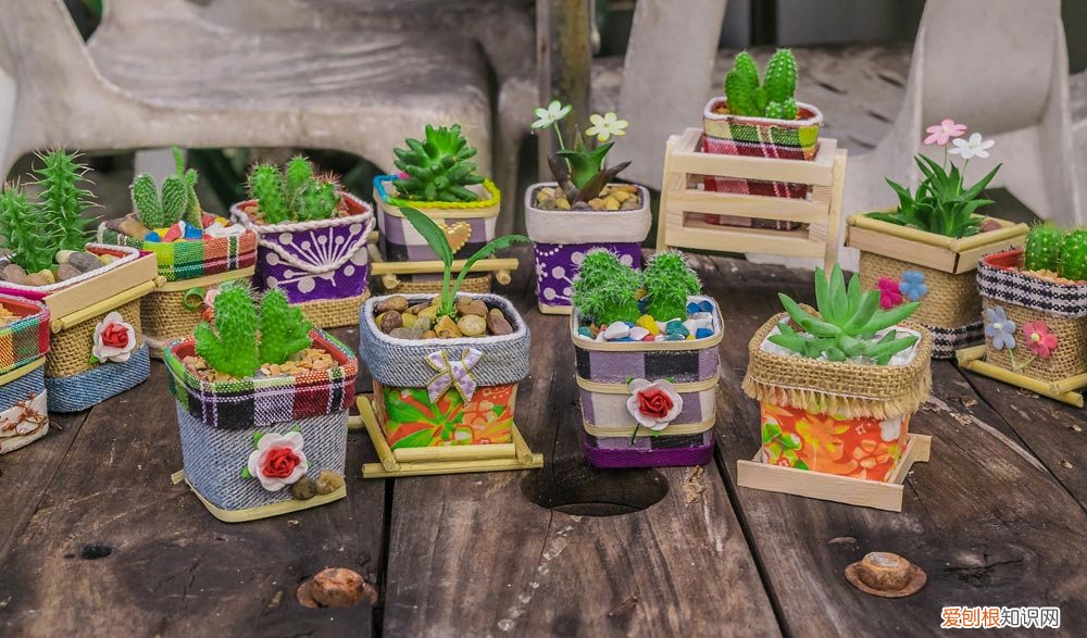 双喜藤的养殖方法和注意事项月 双喜藤夏天养护